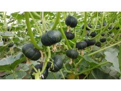 迷你南瓜采摘园，迁安采摘去处，假日采摘，迁安市亚滦湾图2