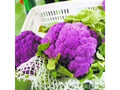 紫菜花采摘园，紫菜花价格，紫菜花种植基地，迁安市亚滦湾国家农业开发创新产业园图1