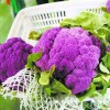 紫菜花采摘园，紫菜花价格，紫菜花种植基地，迁安市亚滦湾国家农业开发创新产业园