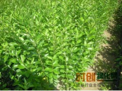 水腊杯苗,水腊苗,水腊小苗，长春水蜡苗，波泥河荣达苗木花卉繁育场图1