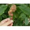 供应红白黄玉兰造型树（1年---3年冠）山东省济宁市冠枝林苗木种植基地