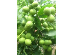 核桃树苗，嫁接新品种核桃苗，国槐，火炬，花椒苗，钙果苗图1
