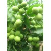 核桃树苗，嫁接新品种核桃苗，国槐，火炬，花椒苗，钙果苗