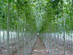 一年冠白蜡、造型白蜡15-25公分、速生白蜡、山东白蜡，福泽苗木种植专业合作社图1