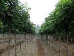北栾、山东北栾价格，山东北栾基地，北栾小苗，北栾工程苗，福泽苗木种植专业合作社图1
