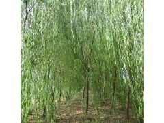 柳树小苗培育，柳树价格，山东柳树工程苗，柳树苗，各种规格柳树图1