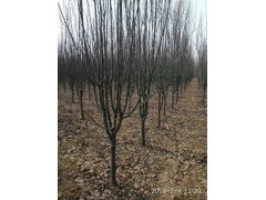 海棠，海棠价格，海棠质优价廉，福泽苗木种植专业合作社图1