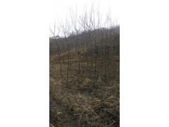 火炬树图1