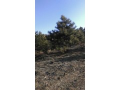 宏远云杉，云杉出售，云杉销售，云杉供应基地图1