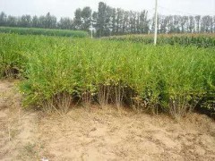 抚顺水蜡种植基地，水蜡供应，水蜡小苗种植销售图2