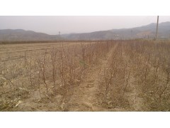 早丰产枣树苗，山西嫁接冬枣苗，种植二年可结果板枣树苗图1