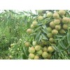 早丰产枣树苗，山西嫁接冬枣苗，种植二年可结果板枣树苗