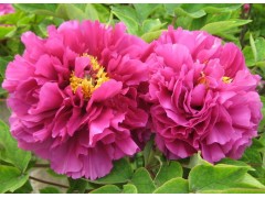 牡丹花苗 菏泽牡丹花苗盆栽 种苗 ，菏泽市恒昌苗木基地图1