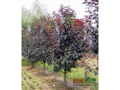西府海棠树苗 垂丝海棠花苗，2公分北美系列海棠苗 高原之火 八棱海棠苗图1