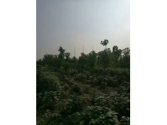 处理楸树，3-10公分，栾树4-6公分，桃树4-7公分地租到期，低价处理过期不候图2
