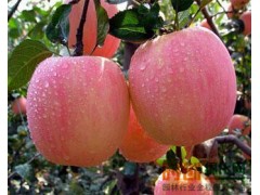 苹果树图1