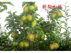 梨树图1