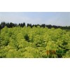 【吉林长春】建圃苗：地接金叶复叶槭、红叶稠李大量销售