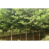 求购济宁地区15公分法桐全冠苗，3米左右分支不断层一级树