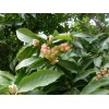 大量1-3公分，部分4-6公分红玉兰出售，南阳映山红基地