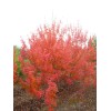 北美红栎，欧洲红栎(红橡树)2-10公分，河南北美红栎，红栎价格走势