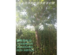 法桐 科技苗木 法桐绿化树 法桐行道树价格图2