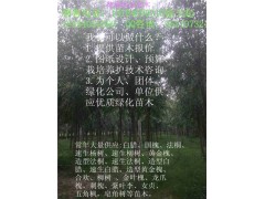 法桐 法桐行道树 园林绿化 菏泽科技苗木图2