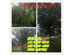 法桐 法桐行道树 园林绿化 菏泽科技苗木图3