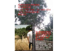 法桐 科技苗木 法桐绿化树 法桐行道树 法桐绿化树图2