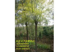 法桐 科技苗木 法桐绿化树 法桐行道树 法桐绿化树图3