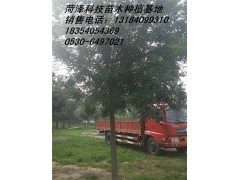 唐山法桐价格 法桐行道树 优质法桐 法桐树价格图2