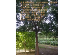 唐山法桐价格 法桐行道树 优质法桐 法桐树价格图3