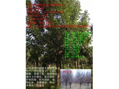 邯郸法桐价格你问我答图2