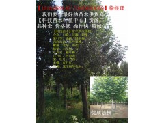 天津国槐价格你问我答图1
