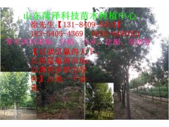 天津国槐价格你问我答图2