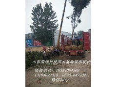 德州国槐价格你问我答图1