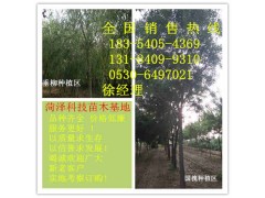 邯郸国槐价格你问我答图1