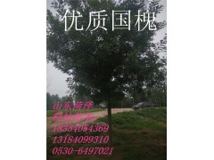 菏泽国槐价格你问我答图2