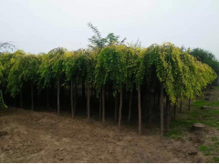 金叶垂榆 垂榆价格 园林绿化造景树 公园绿化树价格 垂榆造型树价格图1