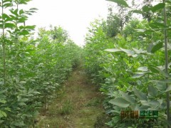 求购8公分速生白蜡二三级树图1
