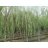 河北保定绿盈苗木出售：5-12公分垂柳，3-12速生柳，3-8火炬，6-14国槐
