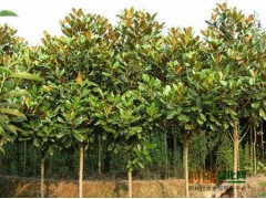 出售一手货源主营榉树1-20公分，朴树1-20公分，图2