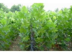 1-30公分全冠法桐，1920公分法桐多少钱、25公分法桐多少钱？图1