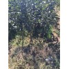 秦皇岛地区大量供应2-6公分苹果树