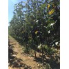 秦皇岛市出售2到6公分苹果树  梨树。苹果梨，李子树。桃树。