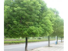 《香樟》12以上移栽或原生全冠，湖北行道树供应商-红东园林图1