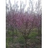 常年大量供应5-6-7-8-9公分的高杆樱花，樱花大量