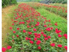 四季玫瑰多少钱-吉林省九台市旭阳苗圃，四季玫瑰小苗多少钱？图1