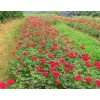 四季玫瑰多少钱-吉林省九台市旭阳苗圃，四季玫瑰小苗多少钱？