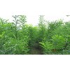 求购1米国槐，5棵，要求无空心，叶枝茂盛生过
